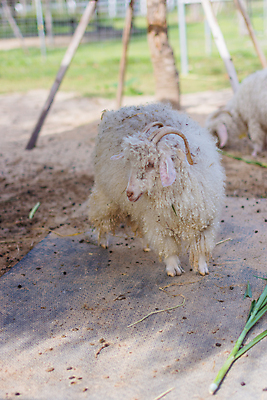 포토 JPG 해외이미지 동물 동물원 사람없음 농장 흰색 양 양고기 K 해외포토 알파벳 컬러 농업 포유류 육류 파일형식 이미지허브