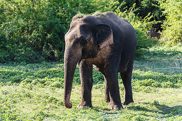 포토 JPG 해외이미지 동물 공원 남자 아시아 얼굴 야생동물 여행 포유류 청소년 자연 초식동물 코끼리 동양인 사람없음 초록색 머리 걷기 환경 힘 폭포 회색 아기 황무지 고독 숲 큼 인도인 먹기 사파리 황소 상아 멸종 내추럴 송아지 스리랑카 전국 해외포토 외국인 공공시설 감정 나라 새끼 컬러 모션 사람 인종 신체부위 소 크기 생태계 파일형식 이미지허브