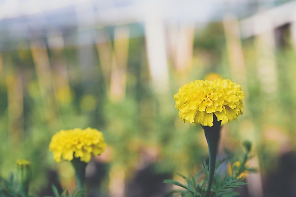 포토 JPG 해외이미지 나무 식물 계절 공원 꽃잎 꽃 꽃다발 백그라운드 잎 꽃무늬 밭 오렌지 자연 벽지 추상 프레임 사람없음 야외 초록색 여름 태양 노란색 머리 정원 봄 활발 벚꽃 나뭇가지 축하 개화 황금 원예 내추럴 아즈텍 해외포토 자연요소 공공시설 컬러 컨셉 무늬 농업 과일 취미 신체부위 생태계 파일형식 이미지허브