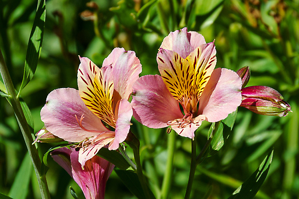 포토 JPG 해외이미지 식물 꽃잎 꽃 유럽 분홍색 백그라운드 잎 꽃무늬 패턴 자연 사람없음 장식 초록색 여름 컬러풀 노란색 와인 봄 벚꽃 나뭇가지 백합 포르투갈 내추럴 해외포토 나무 계절 나라 컬러 무늬 주류 생태계 파일형식 이미지허브