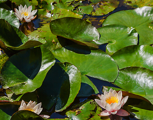 포토 JPG 해외이미지 식물 꽃 잎 사람없음 초록색 강 연못 개화 해외포토 컬러 파일형식 이미지허브