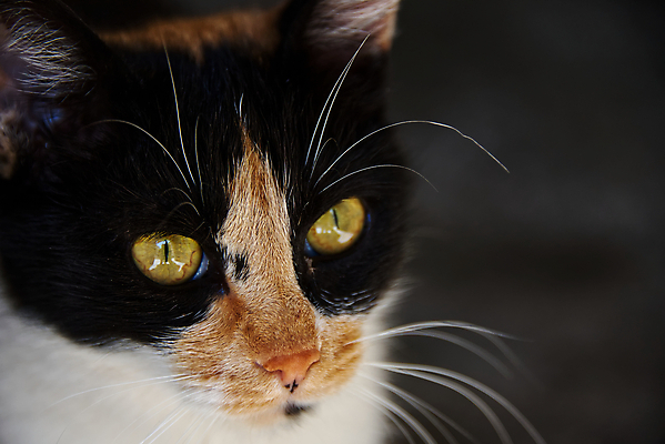 포토 JPG 해외이미지 동물 응시 여자 얼굴 포유류 자연 수염 거리 털 사람없음 야외 반려동물 갈색 머리 고양이 흰색 모피 버리기 호기심 코 얼룩무늬 솜털 노려봄 노숙자 고립 기르기 혼자 해외포토 시선 감정 컬러 컨셉 무늬 모션 표정 사람 신체부위 생태계 돌봄 파일형식 이미지허브