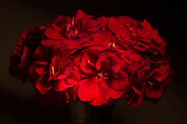 포토 JPG 해외이미지 식물 꽃잎 꽃 꽃다발 자연 검은배경 그림자 사람없음 가로 빨간색 빛 장미 갈색 금속 꽃병 검은색 어둠 침묵 벚꽃 그늘 가난 다발 오브젝트 질감 열정 장면 부드러움 태평양 내추럴 꽃수술 정물화 많음 벨벳 해외포토 감정 바다 컬러 백그라운드 컨셉 재질 소리 감각 실크 그림 생태계 파일형식 이미지허브