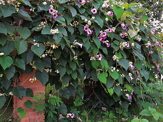 포토 JPG 해외이미지 식물 꽃잎 꽃 벽 분홍색 백그라운드 잎 꽃무늬 자연 사람없음 야외 초록색 여름 울타리 정원 보라색 활발 벚꽃 신선 개화 다발 꽃가루 내추럴 해외포토 계절 컬러 컨셉 무늬 담장 가루 생태계 파일형식 이미지허브