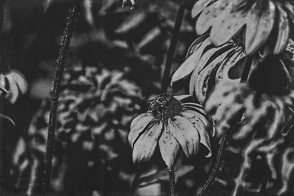 포토 JPG 해외이미지 식물 계절 꽃잎 꽃 백그라운드 날씨 따뜻함 사람없음 여름 태양 노란색 정원 해외포토 자연요소 컬러 파일형식 이미지허브