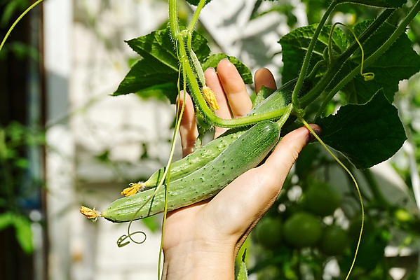 포토 JPG 해외이미지 식물 계절 음식 백그라운드 잎 농업 다이어트 채소 과일 재료 방울토마토 자연 오이 매달리기 건강 사람없음 야외 빨간색 초록색 농작물 농장 정원 성장 신선 체리 다발 수집 유기농 원예 건강식 내추럴 숙성 온실 채식주의자 해외포토 웰빙 산업 컬러 토마토 모션 취미 생태계 채식 파일형식 이미지허브