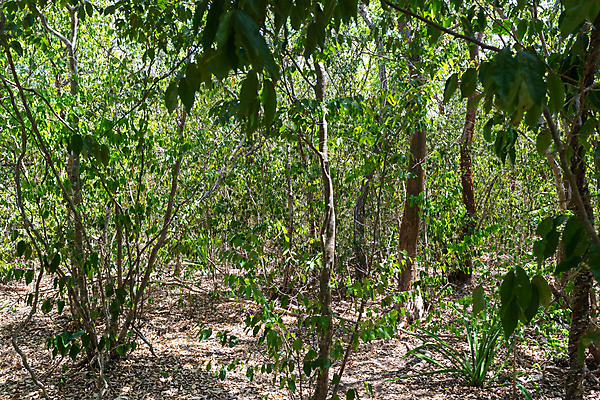 포토 JPG 해외이미지 나무 모래 바다 여행 휴가 휴식 열대 손바닥 앉기 풍경 사람없음 맑음 침묵 견과류 휴양지 세이셸 고립 이국적 파라다이스 해외포토 식물 손 컨셉 모션 아프리카 날씨 소리 장소 파일형식 이미지허브