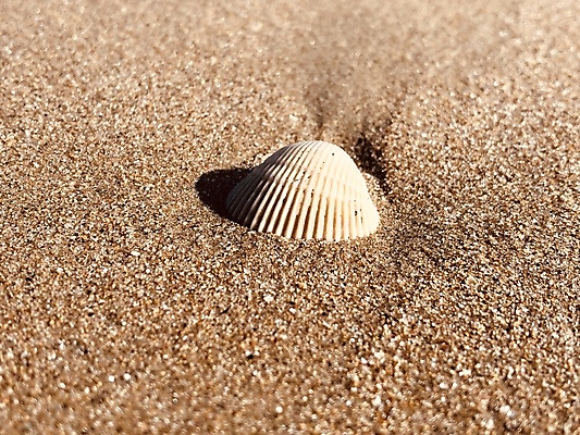포토 JPG 해외이미지 모래 파도 바다 섬 여행 백그라운드 자연 하늘 아침 휴가 조개 해변 사람없음 야외 물 여름 파란색 관광지 햇빛 태양 맑음 봄 껍질 흰색 소라 질감 내추럴 해외포토 주간 자연요소 계절 컬러 날씨 어패류 생태계 파일형식 이미지허브
