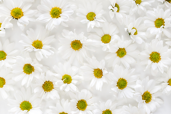 포토 JPG 해외이미지 백그라운드 패턴 사람없음 패턴백그라운드 흰색 가득함 데이지 해외포토 꽃 컬러 무늬 파일형식 이미지허브