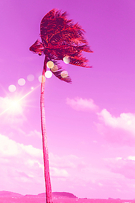 포토 JPG 해외이미지 주간 구름 분홍색 하늘 한그루 사람없음 야외 여름 야자수 햇빛 여름풍경 빛망울 해외포토 자연요소 나무 1 계절 컬러 풍경 빛 태양 파일형식 여름_계절 이미지허브