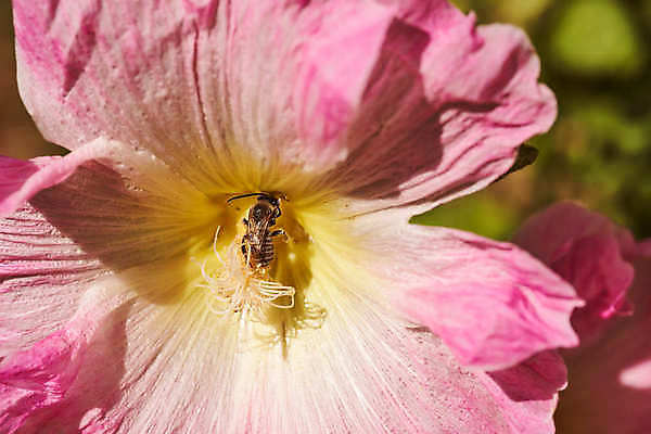 포토 JPG 해외이미지 식물 선 컨셉 잎 패턴 자연 추상 요리 사람없음 장식 초록색 물 우주 줄무늬 젖음 물방울 신선 시간 맛 떨어짐 냄비 이슬 묘사 질감 서식 심플 시트 바질 뒤뜰 베르데 온실 해외포토 자연요소 컬러 무늬 솥 생태계 파일형식 이미지허브