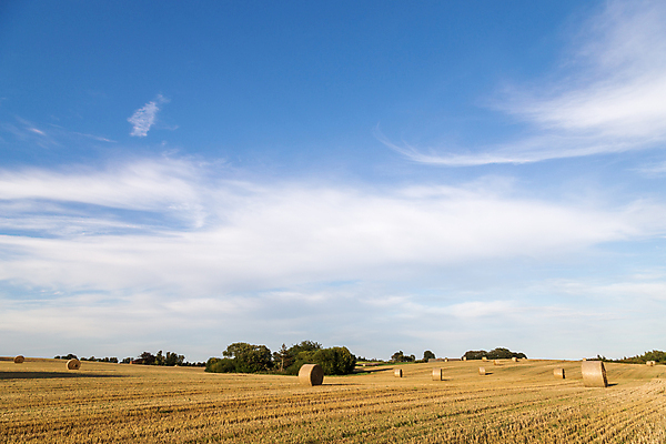 포토 JPG 해외이미지 구름 밭 농업 자연 하늘 덴마크 옥수수 풍경 사람없음 야외 여름 농작물 태양 농장 농경지 노란색 수확 가을 시골 원형 황금 볏짚 낟알 땅 자르기 밀 보리 롤 패키지 뭉치 밀짚 밭일 해외포토 자연요소 도형 계절 산업 컬러 모션 곡류 북유럽 짚 생태계 파일형식 이미지허브