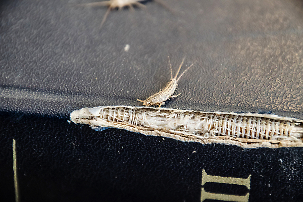 포토 JPG 해외이미지 동물 종이 야생동물 곤충 절지류 자연 생물 주택 앉기 사람없음 책 금속 손상 덮개 잡기 환경오염 해충 벌레 은색 작음 먹이 자르기 묘사 육식동물 녹말 접착제 해외포토 컬러 컨셉 모션 재질 건물 뚜껑 풀_접착제 크기 생태계 파일형식 이미지허브