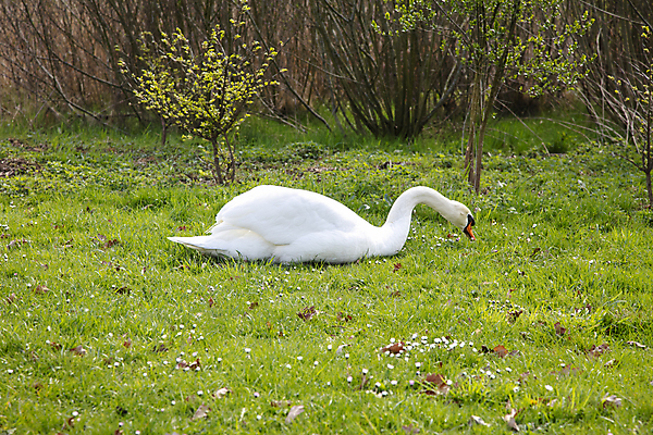포토 JPG 해외이미지 동물 호수 야생동물 자연 조류 아침 풍경 사람없음 초록색 물 파란색 빛 반사 수영 식사 놀람 흰색 연못 우아함 공작 먹기 기아 깃털 부리 백조 목 단아함 벙어리 수유 해외포토 주간 자연요소 감정 컬러 컨셉 모션 표정 신체부위 수상스포츠 사회이슈 생태계 파일형식 이미지허브