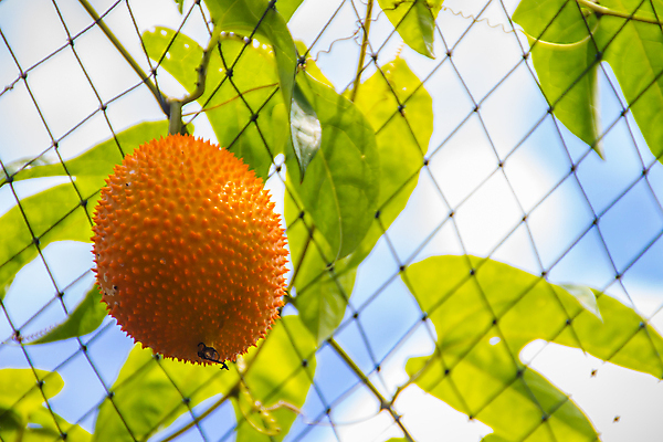 포토 JPG 해외이미지 식물 음식 농업 다이어트 채소 오렌지 과일 자연 매달리기 건강 동양인 사람없음 초록색 농장 노란색 정원 신선 가시 달콤 약초 허브 유기농 날것 박 건강식 내추럴 숙성 식용 억울 해외포토 웰빙 감정 산업 컬러 모션 인종 풀_식물 맛 생태계 파일형식 이미지허브