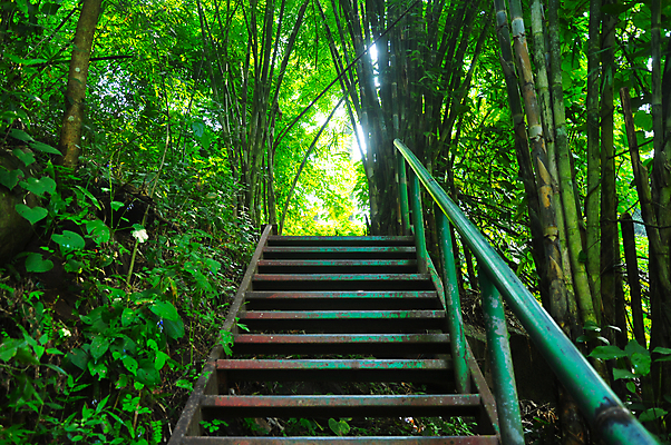 포토 JPG 해외이미지 나무 길 여행 백그라운드 사다리 자국 태국 자연 산 동양인 풍경 사람없음 야외 초록색 계단 금속 산책 하이킹 숲 위험 철 오르기 단계 진행 방법 옛날 철강 해외포토 식물 아시아 컬러 컨셉 모션 재질 레저 휴식 인종 도구 생태계 파일형식 이미지허브