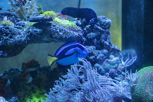 포토 JPG 해외이미지 동물 야생동물 바다 자연 어류 사람없음 빨간색 물 파란색 노란색 수중 산호 거북이 다이빙 암초 수족관 홍해 해외포토 자연요소 컬러 파충류 수영 수중동물 자포동물 생태계 수중스포츠 파일형식 이미지허브