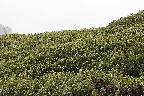 포토 JPG 해외이미지 나무 식물 종류 사람없음 목재 다양 티켓 숲 서식지 삼림지대 수목 해외포토 다수 재료 파일형식 이미지허브