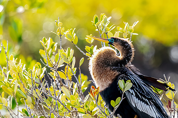 포토 JPG 해외이미지 동물 척추동물 여자 북아메리카 조류 사람없음 미국 플로리다 해외포토 아메리카 사람 파일형식 이미지허브