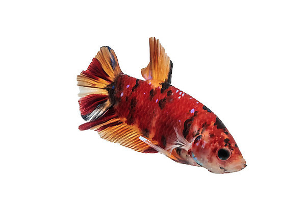 포토 JPG 해외이미지 동물 파도 백그라운드 이동 오렌지 모션 태국 자연 벽지 불 어류 미술 사람없음 장식 물 파란색 반려동물 컬러풀 검은색 수중 수영 희망 힘 흰색 고급 우아함 꼬리 싸움 지느러미 수족관 강렬 고립 공격적 멀티 이국적 해외포토 자연요소 감정 아시아 바다 컬러 컨셉 과일 문화예술 수중동물 수상스포츠 생태계 파일형식 이미지허브