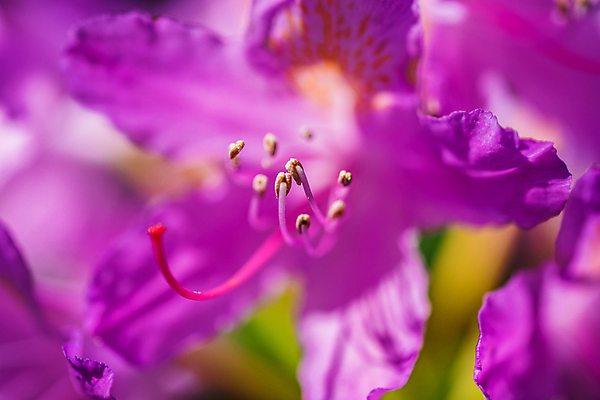 포토 JPG 해외이미지 꽃잎 꽃 분홍색 백그라운드 잎 꽃무늬 자연 따뜻함 사람없음 야외 초록색 파란색 노란색 정원 보라색 봄 흰색 닫기 큼 다발 향기 꽃가루 해외포토 식물 계절 컬러 무늬 모션 크기 가루 생태계 냄새 파일형식 이미지허브