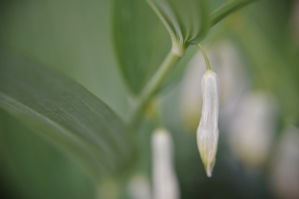 포토 JPG 해외이미지 식물 디자인 계절 꽃잎 꽃 줄기 잎 꽃무늬 밭 농업 자연 사람없음 야외 초록색 우주 정원 봄 벚꽃 흰색 신선 시간 개화 닫기 선택 수분 꽃가루 꿀 내추럴 해외포토 산업 컬러 컨셉 무늬 모션 가루 생태계 파일형식 이미지허브