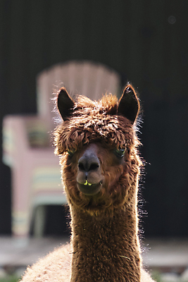 포토 JPG 해외이미지 동물 응시 얼굴 백그라운드 밭 농업 포유류 포옹 자연 털 사람없음 야외 농장 갈색 머리 사진촬영 가축 흰색 시골 표현 닫기 선택 모피 유기농 목 솜털 양모 라마 밭일 알파카 이국적 해외포토 웰빙 시선 산업 컬러 컨셉 안기 모션 신체부위 촬영 직물 생태계 파일형식 이미지허브