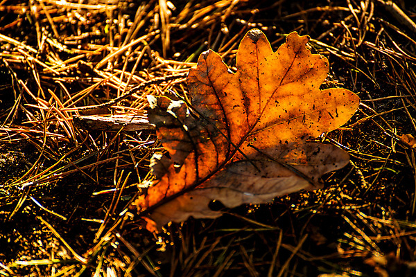 포토 JPG 해외이미지 계절 선 백그라운드 단풍 잎 바닥 사람없음 빛 갈색 노란색 맑음 침묵 가을 그리기 소프트포커스 명상 장면 내추럴 해외포토 식물 컬러 모션 날씨 촬영기법 소리 파일형식 이미지허브