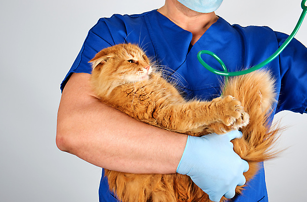 포토 JPG 해외이미지 백인 한마리 남자 장갑 유니폼 청진기 안기 건강 병원 한명 사람 상반신 성인 앞모습 치료 반려동물 고양이 진료 잡기 동물병원 수의사 돌봄 성인남자한명만 해외포토 서양인 동물 1 잡화 옷 뷰포인트 포유류 의학 의료기기 모션 의사 남자한명만 성인남자만 파일형식 이미지허브