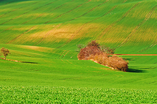 포토 JPG 해외이미지 나무 유럽 야생동물 여행 밭 자연 벽지 휴가 파노라마 그림자 사람 풍경 사람없음 야외 초록색 여름 컬러풀 태양 와인 맑음 놀람 봄 산책로 언덕 만족 그림 지역 체코 남쪽 공화국 토스카나 모라비아 해외포토 자연요소 식물 동물 계절 감정 나라 길 컬러 농업 날씨 주류 촬영기법 표정 이탈리아 방향 생태계 파일형식 이미지허브