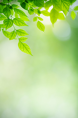 포토 JPG 해외이미지 나무 식물 계절 백그라운드 컨셉 잎 패턴 자연 벽지 추상 잔디 사람없음 초록색 여름 빛 컬러풀 햇빛 태양 우주 환경 정원 맑음 봄 성장 신선 숲 질감 보케 부드러움 내추럴 블러 생태학 지구의날 카피스페이스 그리너리 효과 해외포토 자연요소 교육 기념일 컬러 무늬 날씨 공백 감각 생태계 파일형식 트랜드컬러 이미지허브