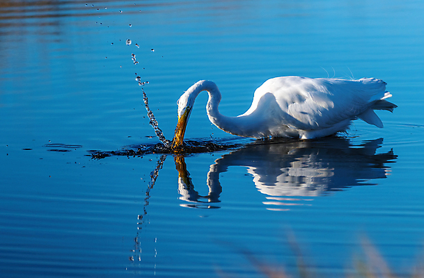 포토 JPG 해외이미지 동물 야생동물 북아메리카 조류 사람없음 물 미국 플로리다 해외포토 자연요소 아메리카 파일형식 이미지허브