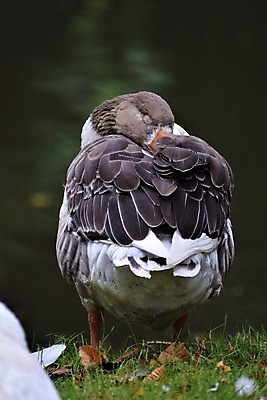 포토 JPG 해외이미지 동물 호수 야생동물 오렌지 자연 조류 사람없음 야외 물 태양 수영 회색 흰색 연못 잠 깃털 거위 물새 동물상 해외포토 자연요소 컬러 과일 조형물 수상스포츠 생태계 파일형식 이미지허브