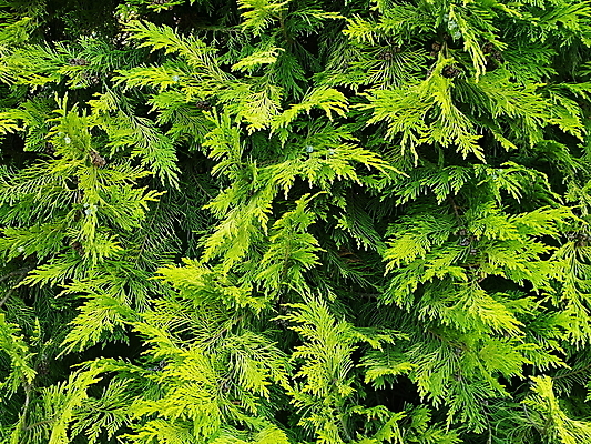 포토 JPG 해외이미지 나무 식물 백그라운드 자연 사람없음 초록색 나뭇가지 침엽수 내추럴 해외포토 컬러 생태계 파일형식 이미지허브