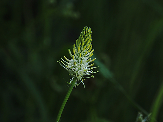 포토 JPG 해외이미지 식물 꽃 자연 잉글랜드 사람없음 초록색 스터디 들꽃 흰색 시골 행운 멸종 스파이크 영원 해외포토 컬러 컨셉 영국 학습 생태계 파일형식 이미지허브
