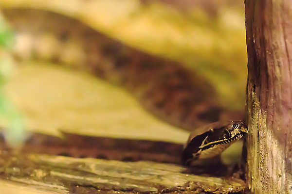 포토 JPG 해외이미지 동물 응시 야생동물 무지개 오렌지 파충류 청소년 자연 저울 사람없음 반려동물 컬러풀 노란색 우주 뱀 남아메리카 위험 육식동물 멸종 기어가기 나쁜 공격적 유전 이국적 브라질사람 해외포토 자연요소 시선 컬러 컨셉 과일 모션 아메리카 사람 생태계 파일형식 이미지허브