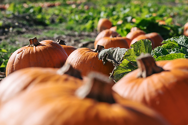 포토 JPG 해외이미지 식물 계절 백그라운드 잎 밭 농업 채소 과일 부분 자연 호박 풍경 사람없음 야외 장식 초록색 컬러풀 햇빛 농장 노란색 정원 할로윈 수확 성장 가을 시골 신선 작음 홋카이도 유기농 원예 추수감사절 10월 내추럴 밭일 해외포토 웰빙 산업 기독교 컬러 취미 태양 일본 날짜 크기 생태계 파일형식 이미지허브