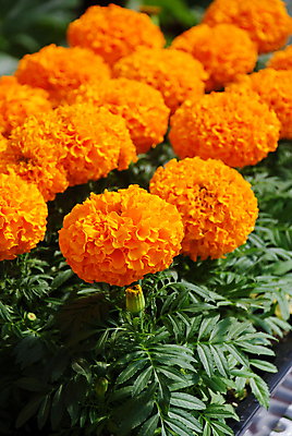 포토 JPG 해외이미지 식물 계절 꽃잎 꽃 꽃다발 백그라운드 꽃무늬 밭 오렌지 자연 사람없음 장식 초록색 여름 컬러풀 노란색 머리 정원 봄 활발 벚꽃 흰색 신선 개화 황금 내추럴 고립 아즈텍 해외포토 컬러 컨셉 무늬 농업 과일 신체부위 생태계 파일형식 이미지허브