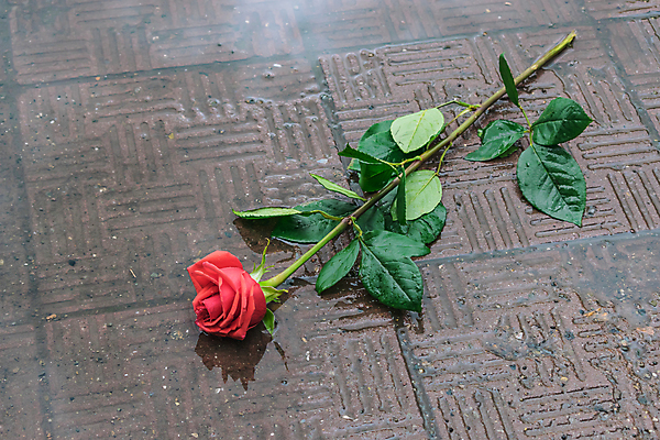 포토 JPG 해외이미지 식물 라이프스타일 꽃잎 꽃 감정 도로 분홍색 백그라운드 잎 자연 발렌타인데이 선물 사랑 사람없음 야외 빨간색 초록색 여름 장미 정원 보라색 봄 회색 젖음 슬픔 수확 가을 죽음 쓰레기 아스팔트 심볼 사인 웅덩이 열정 먼지 고립 구성 효과 해외포토 계절 길 컬러 농업 교통시설 데이이벤트 생활 생태계 파일형식 이미지허브