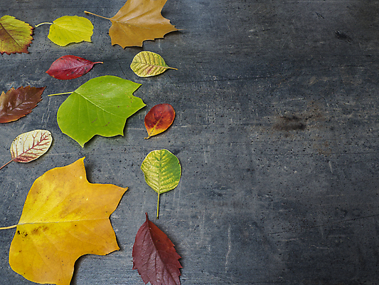 포토 JPG 해외이미지 나무 디자인 계절 백그라운드 단풍 잎 패턴 오렌지 자연 표면 추상 사람없음 목재 빨간색 초록색 컬러풀 갈색 노란색 우주 회색 추위 수확 가을 황금 떨어짐 아스팔트 책상 질감 복고 10월 내추럴 그런지 옛날 카피스페이스 해외포토 식물 도로 컬러 가구 컨셉 무늬 농업 과일 재료 공백 날짜 생태계 파일형식 이미지허브