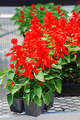 포토 JPG 해외이미지 식물 계절 공원 꽃잎 꽃 꽃다발 백그라운드 잎 꽃무늬 밭 자연 사람없음 야외 장식 빨간색 초록색 컬러풀 정원 보라색 봄 벚꽃 축하 신선 개화 닫기 허브 원예 진홍색 내추럴 세이지 영원 해외포토 공공시설 컬러 컨셉 무늬 농업 모션 취미 생태계 파일형식 이미지허브