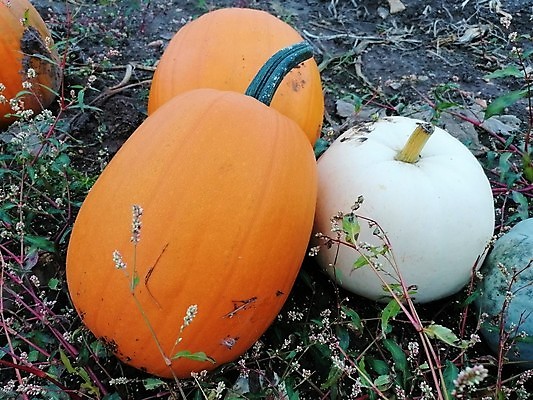 포토 JPG 해외이미지 식물 계절 음식 줄기 백그라운드 잎 밭 농업 채소 오렌지 재료 부분 자연 호박 휴가 건강 사람없음 초록색 여름 농작물 농장 노란색 정원 할로윈 수확 성장 가을 흰색 신선 11월 오브젝트 유기농 원예 날것 박 추수감사절 스쿼시 10월 내추럴 고립 밭일 숙성 채식주의자 해외포토 웰빙 산업 기독교 스포츠 컬러 과일 취미 구기 날짜 생태계 채식 파일형식 이미지허브