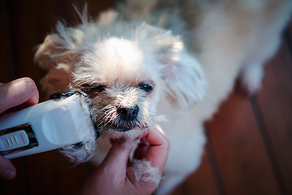 포토 JPG 해외이미지 한마리 손 털 실내 들기 아웃포커스 신체부위 귀여움 눈감음 강아지 바리깡 애견미용 애견미용사 나무배경 믹스견 해외포토 1 백그라운드 컨셉 모션 촬영기법 사람 내부 반려동물 뷰티 개 미용사 파일형식 이미지허브