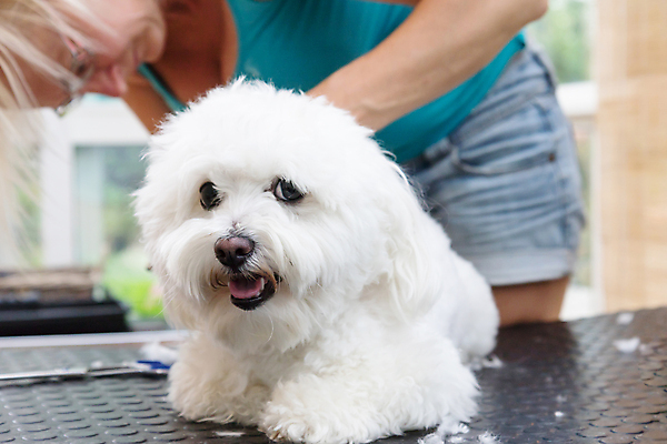 포토 JPG 해외이미지 여자 탁자 실내 한명 상반신 성인 옆모습 반려동물 개 테리어 돌봄 애견미용 성인여자한명만 해외포토 동물 1 뷰포인트 가구 포유류 모션 사람 내부 뷰티 여자한명만 성인여자만 파일형식 이미지허브