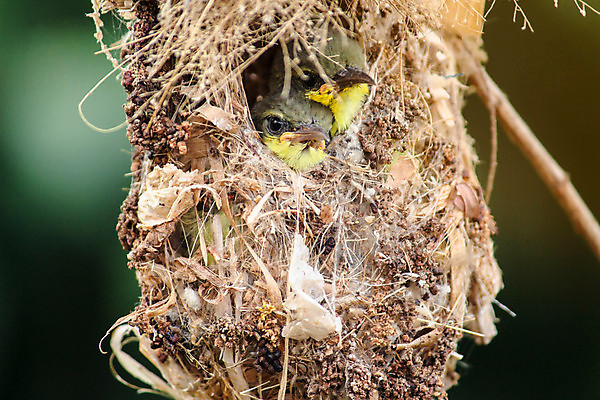 포토 JPG 해외이미지 나무 식물 동물 응시 계절 공원 아시아 야생동물 백그라운드 잎 태국 자연 조류 엄마 동양인 사람없음 야외 목재 초록색 햇빛 갈색 환경 정원 흰색 나뭇가지 아기 둥지 숲 작음 먹이 깃털 내추럴 벌새 전국 해외포토 시선 공공시설 나라 컬러 재료 가족 사람 인종 태양 크기 생태계 파일형식 이미지허브