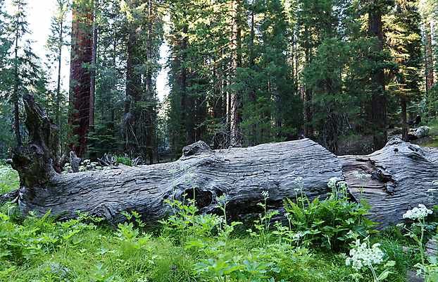 포토 JPG 해외이미지 나무 공원 여행 자연 하늘 날씨 휴가 산 풍경 사람없음 야외 목재 초록색 여름 미국 하이킹 죽음 소나무 황무지 떨어짐 숲 큼 관목 캘리포니아 나무껍질 거인 내추럴 옛날 전국 해외포토 식물 계절 공공시설 컬러 컨셉 북아메리카 재료 레저 껍질 크기 생태계 파일형식 이미지허브