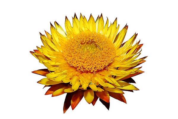 포토 JPG 해외이미지 식물 계절 꽃잎 꽃 백그라운드 아프리카 자연 사람없음 가로 여름 약 노란색 정원 활발 성장 약재 가을 흰색 개화 닫기 자르기 허브 흰배경 원예 향기 화단 고립 영원 카피스페이스 해외포토 나라 컬러 컨셉 의학 모션 취미 공백 생태계 냄새 파일형식 이미지허브