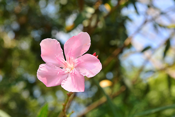 포토 JPG 해외이미지 나무 식물 꽃잎 꽃 줄기 분홍색 꽃다발 백그라운드 컨셉 잎 꽃무늬 오렌지 자연 휴식 사람없음 장식 빨간색 초록색 여름 정원 봄 활발 벚꽃 흰색 나뭇가지 달콤 다발 관목 원예 내추럴 해외포토 계절 컬러 무늬 과일 취미 맛 생태계 파일형식 이미지허브