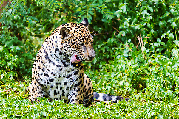포토 JPG 해외이미지 동물 호수 야생동물 줄기 패턴 오렌지 포유류 자연 놀이 동물원 사람없음 초록색 물 수영 고양이 줄무늬 젖음 연못 호랑이 위험 큼 사냥 육식동물 사냥꾼 노려봄 시베리아 재규어 해외포토 자연요소 식물 직업 컬러 컨셉 무늬 과일 표정 반려동물 수상스포츠 크기 생태계 파일형식 이미지허브
