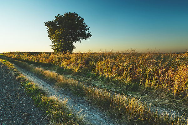 포토 JPG 해외이미지 나무 식물 1 도로 길 여행 낙엽 밭 농업 자연 하늘 풍경 사람없음 목재 초록색 여름 빛 햇빛 농경지 일출 일몰 흙 시골 고독 큼 싱글 먼지 옛날 수평선 해외포토 계절 감정 산업 컬러 잎 재료 교통시설 태양 농장 노을 크기 생태계 파일형식 이미지허브